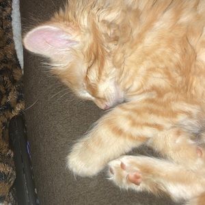 Meet your Posher, Clarrissa